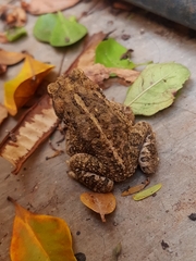 Incilius mazatlanensis