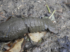 Pontastacus leptodactylus