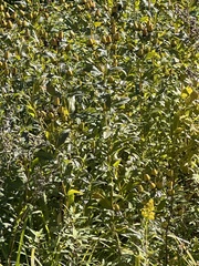 Hypericum ascyron