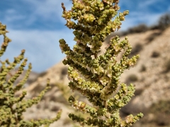Salsola papillosa