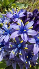 Scilla peruviana