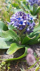 Scilla peruviana