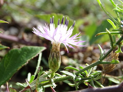 Centaurea aspera