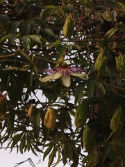 Passiflora caerulea