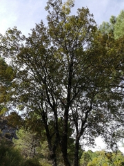 Acer monspessulanum