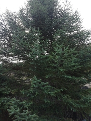 Abies pinsapo