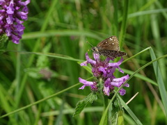 Heteropterus morpheus