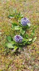 Scilla peruviana