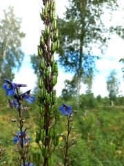Delphinium retropilosum