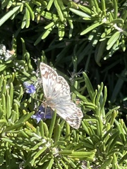 Heliopetes ericetorum