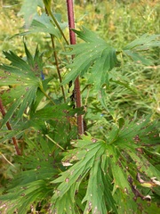 Delphinium retropilosum