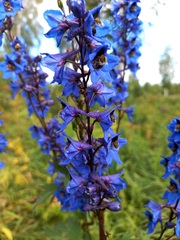 Delphinium retropilosum