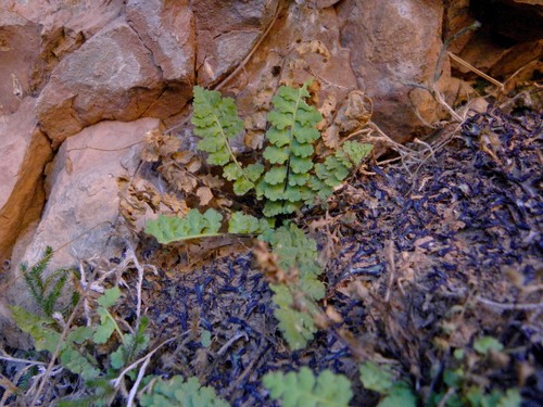 Asplenium petrarchae image