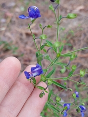 Trichostema setaceum