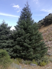 Abies pinsapo