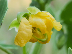 Senna obtusifolia