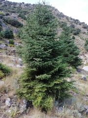Abies pinsapo