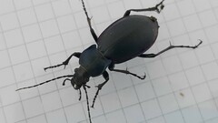 Carabus germarii