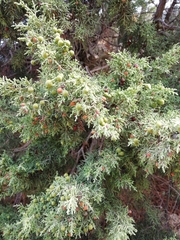 Juniperus phoenicea