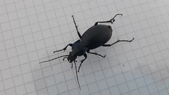Carabus germarii