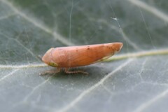 Synophropsis lauri