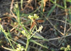 Poecilanthrax lucifer