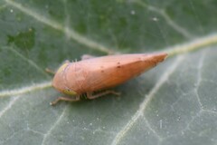 Synophropsis lauri