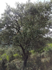 Quercus rotundifolia