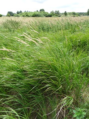 Calamagrostis