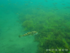 Sphoeroides annulatus