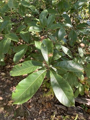 Quercus imbricaria