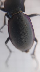 Carabus germarii