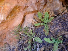 Asplenium petrarchae image