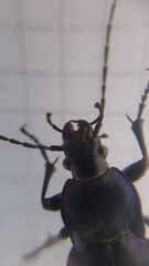 Carabus germarii