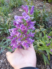 Lamprocapnos spectabilis
