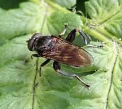 Chalcosyrphus nemorum