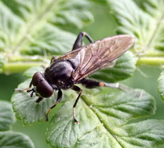 Chalcosyrphus nemorum