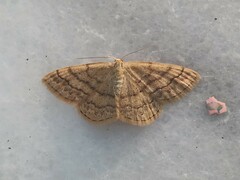 Scopula turbulentaria