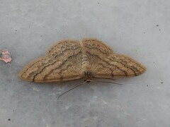 Scopula turbulentaria