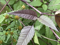 Bidens frondosa