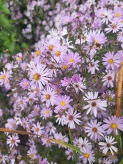 Symphyotrichum novi-belgii
