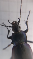 Carabus germarii