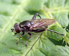 Chalcosyrphus nemorum