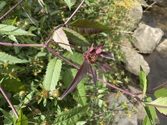 Bidens frondosa