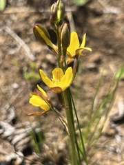Eulophia hians inaequalis