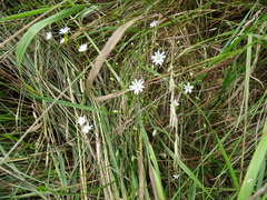 Stellaria graminea
