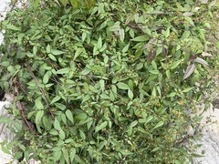Bidens frondosa