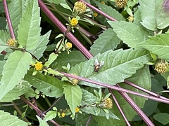 Bidens frondosa