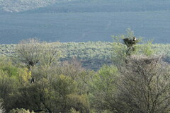 Circaetus pectoralis