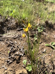 Eulophia hians inaequalis